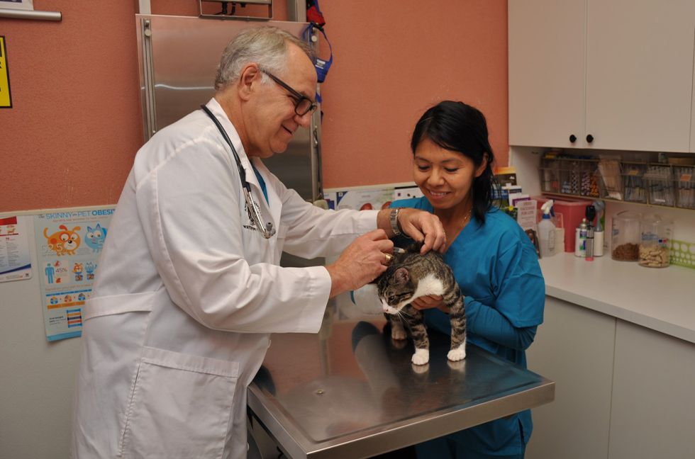 doctor douglas vaccinating cat with his assistant at whitestone veterinary care