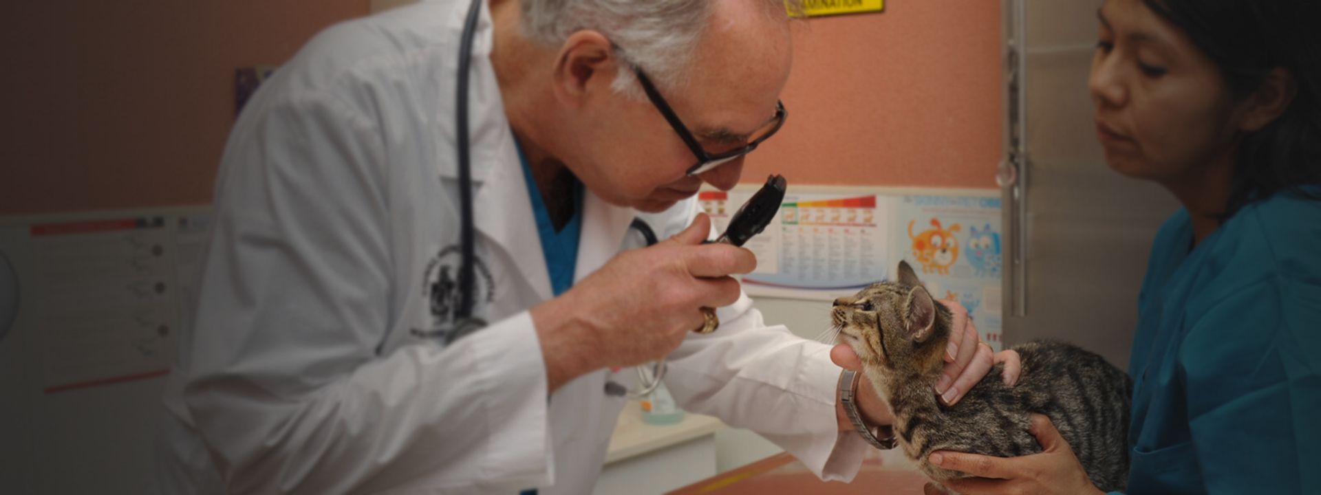 doctor douglas performing a wellness exam on cat