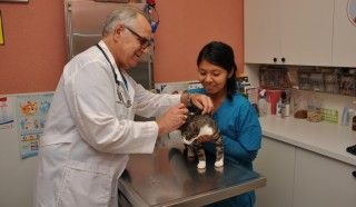 doctor-douglas-vaccinating-cat