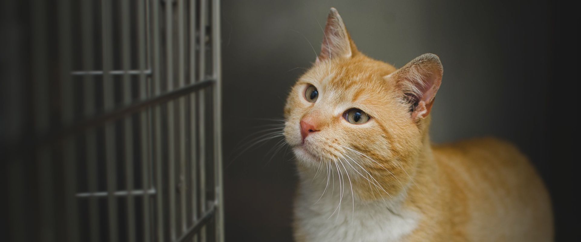 orange cat in a cage at a veterinary clinic
