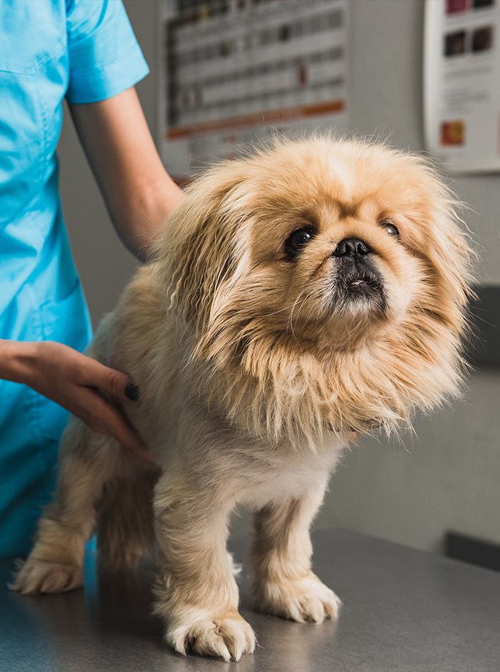 veterinarian examining furry dog