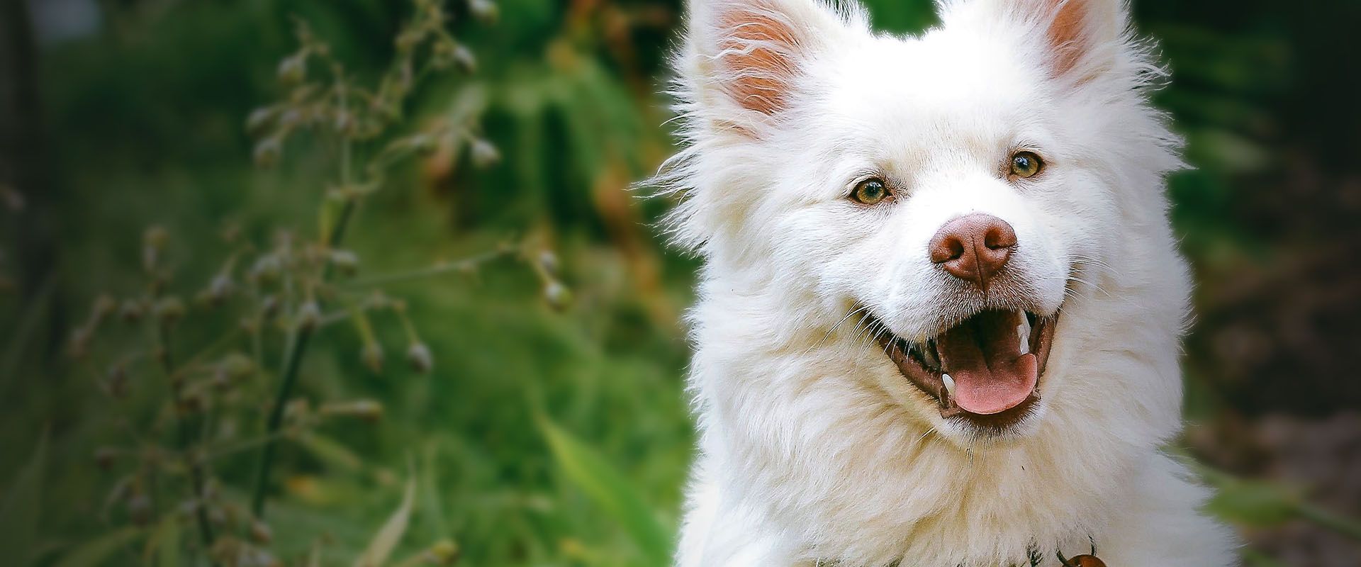smiling old golden retriever dog