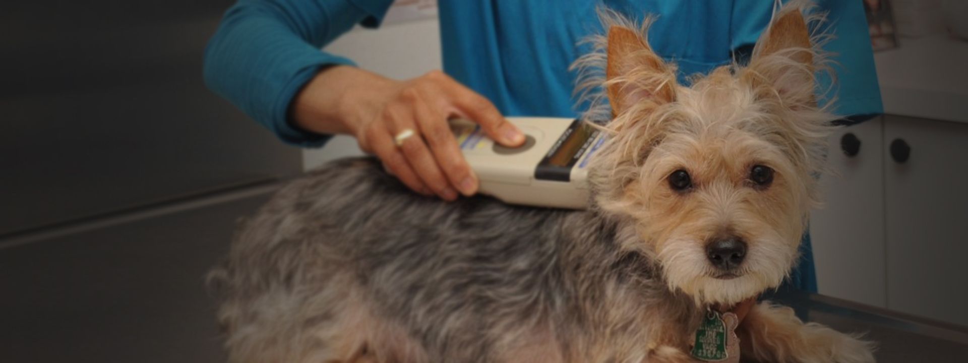 vet tech checking for a microchip on furry dog