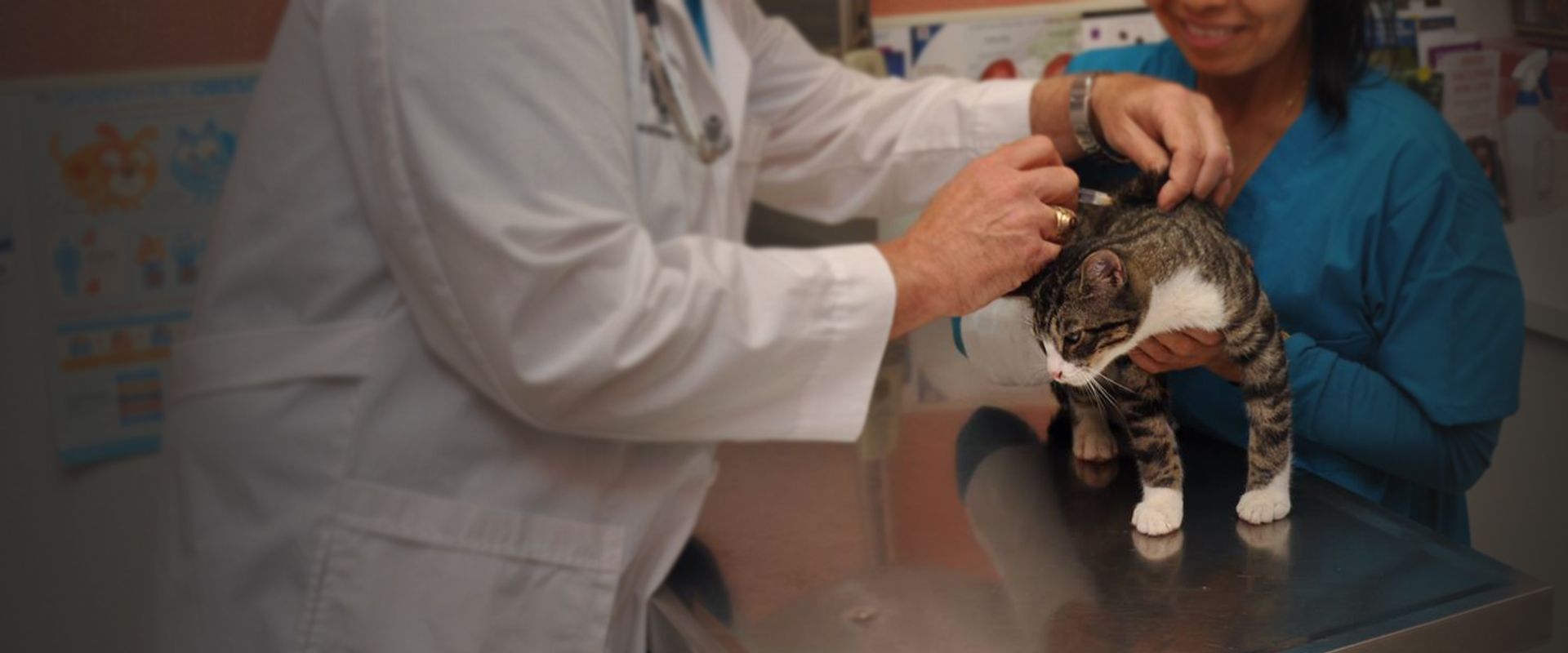 doctor douglas vaccinating cat his assistant